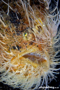 "Scary Hairy" - Hairy Frogfish in Lembeh. D200 with 60mm ... by David Henshaw 